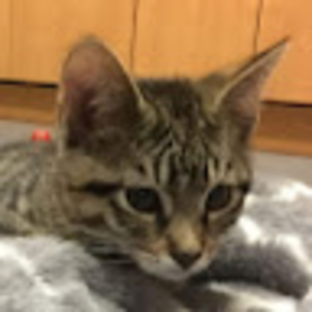 Meet your Posher, Rick